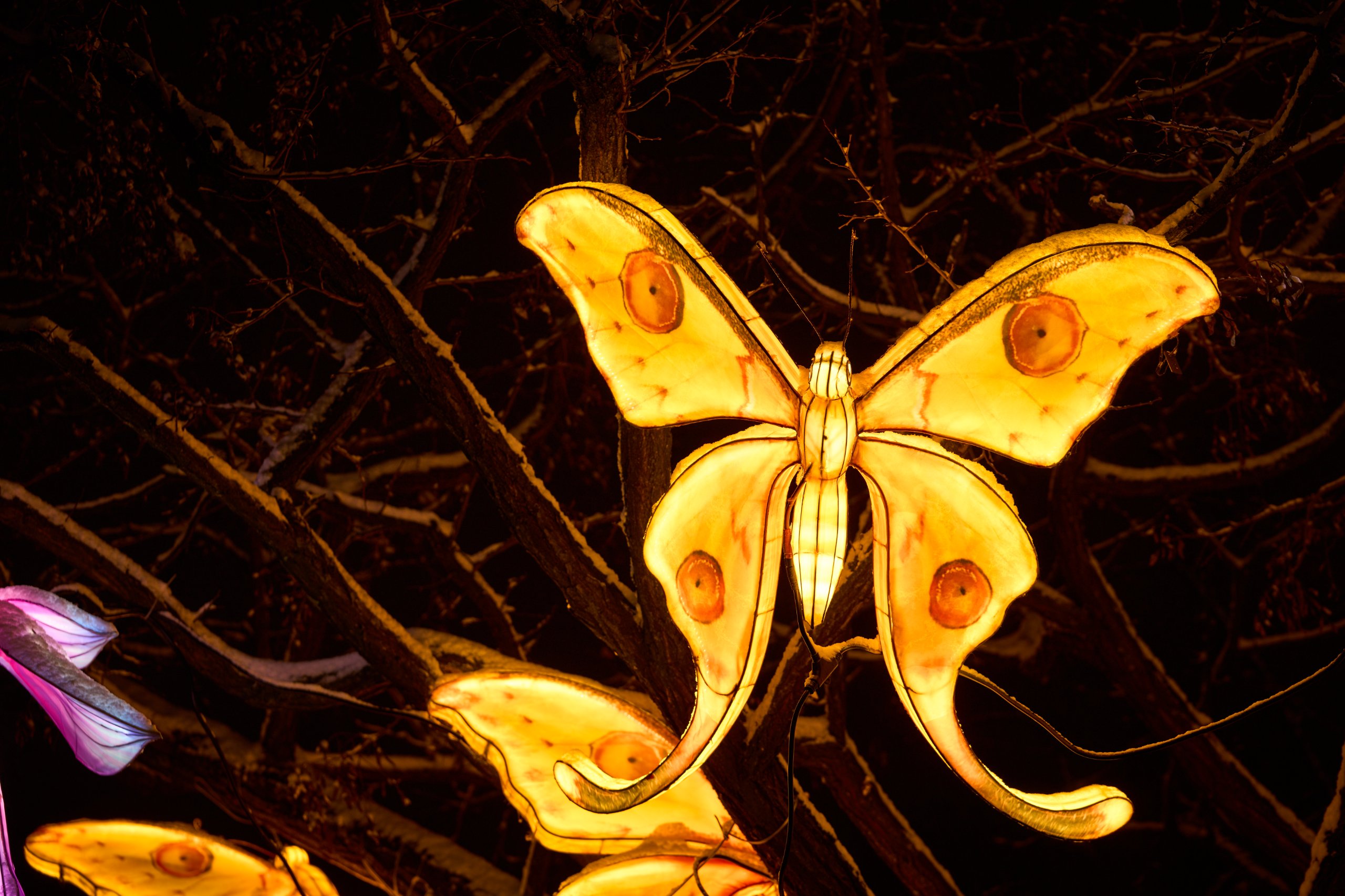 2026 01 05 China Lights 0059